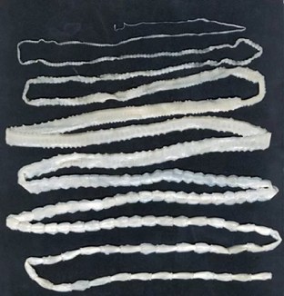 behi tapeworm